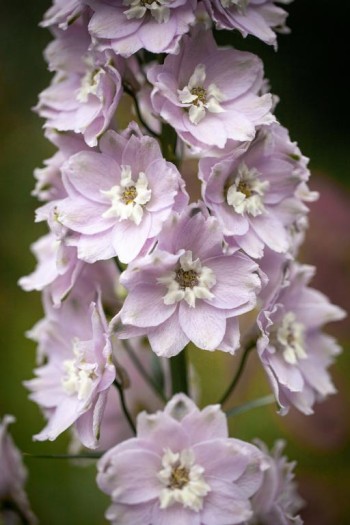 Дельфініум високий Меджік Фонтейн Черрі Блоссом Вайт Бі|Delphinium elatum `Magic Fountains Cherry Blossom White Bee`|Дельфиниум высокий Меджик Фонтейн Черри Блоссом Уайт Би